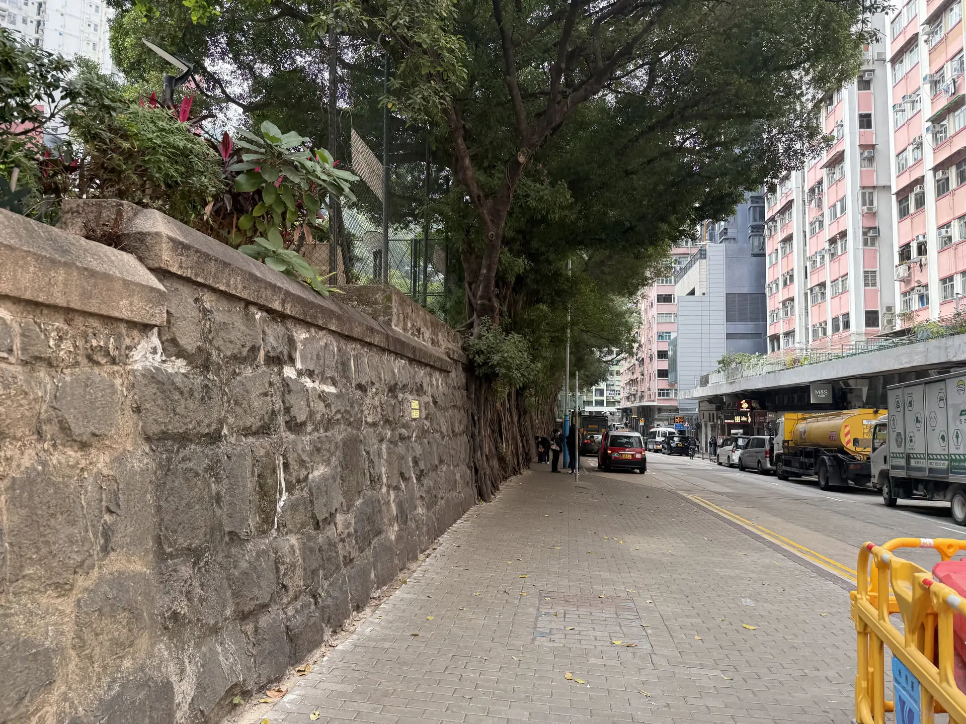 榕树